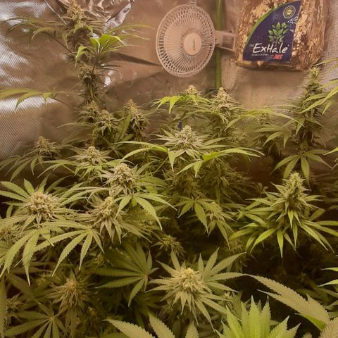 HP-00 growlog timeline photo