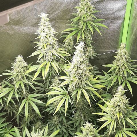 HP-00 growlog timeline photo