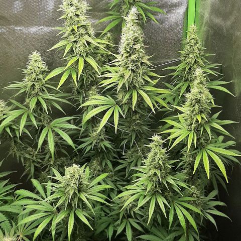 HP-00 growlog timeline photo