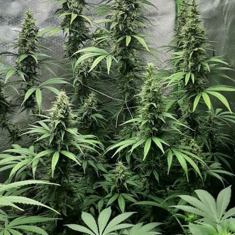 HP-00 growlog timeline photo