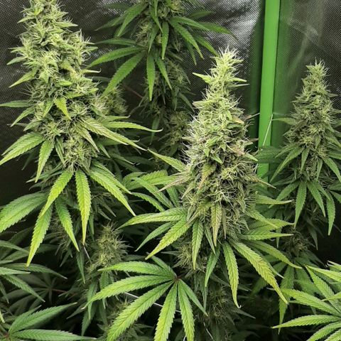 HP-00 growlog timeline photo