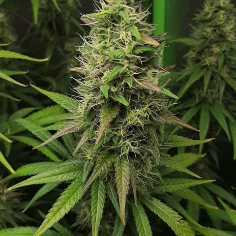 HP-00 growlog timeline photo