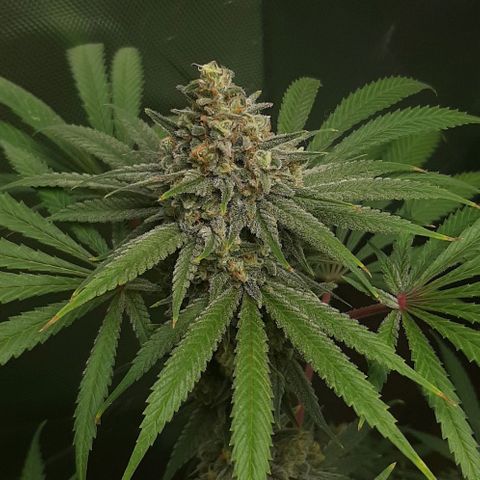 SB1-00 growlog timeline photo