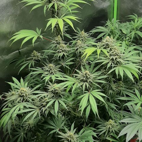 SB1-00 growlog timeline photo