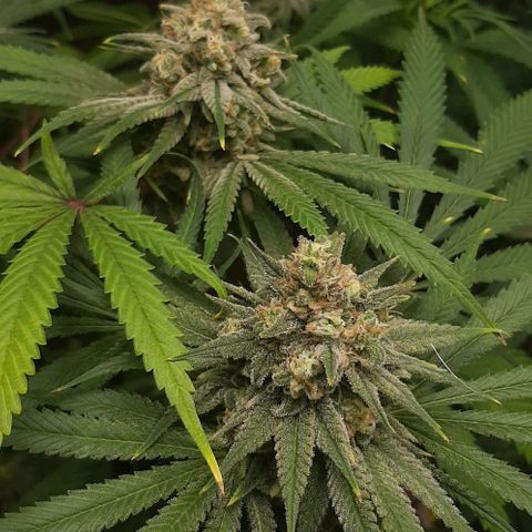 SB1-00 growlog timeline photo