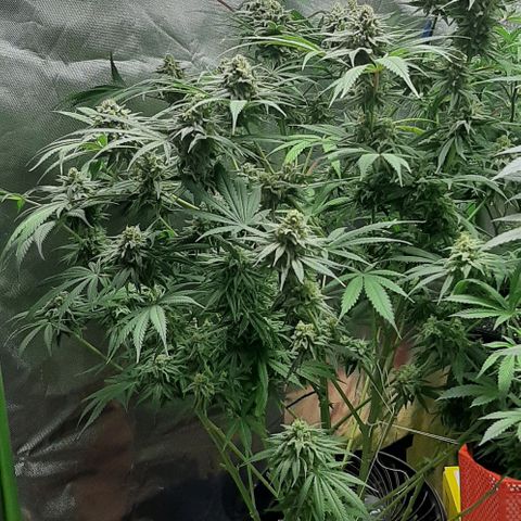 SB1-00 growlog timeline photo