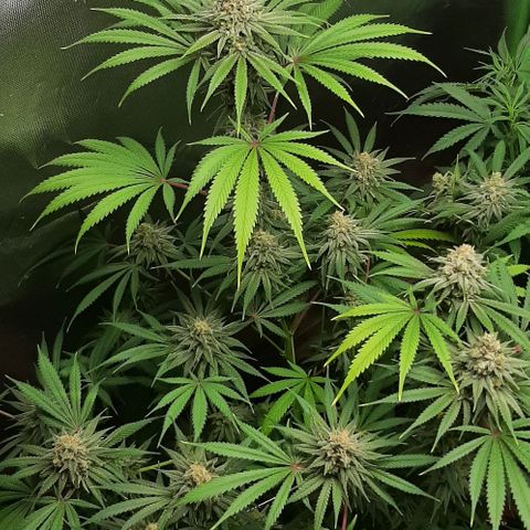 SB1-00 growlog timeline photo