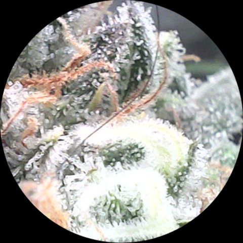 SB1-00 growlog timeline photo