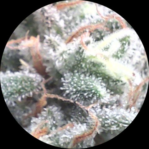 SB1-00 growlog timeline photo