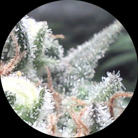 SB1-00 growlog timeline photo
