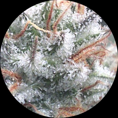 SB1-00 growlog timeline photo
