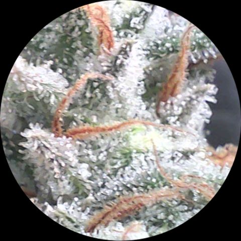 SB1-00 growlog timeline photo
