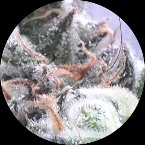 SB1-00 growlog timeline photo