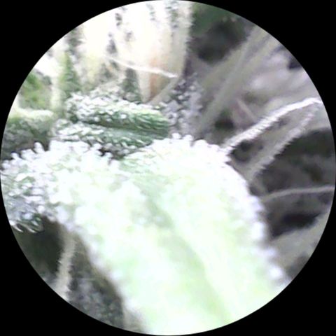 HP-00 growlog timeline photo