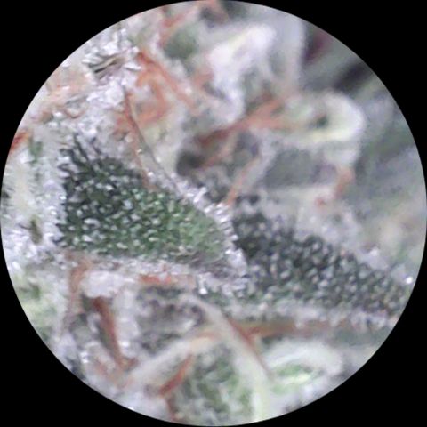 SB1-00 growlog timeline photo