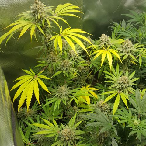 SB1-00 growlog timeline photo