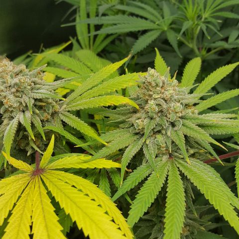 SB1-00 growlog timeline photo