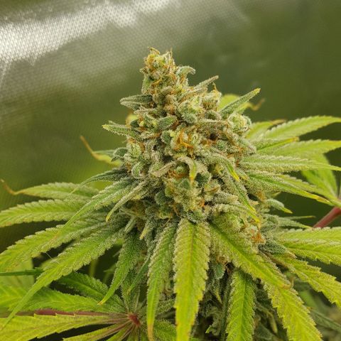 SB1-00 growlog timeline photo