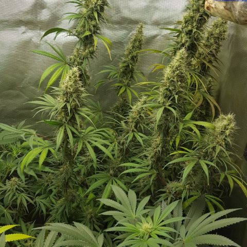 HP-00 growlog timeline photo