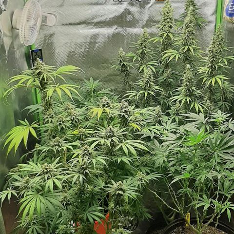 HP-00 growlog timeline photo