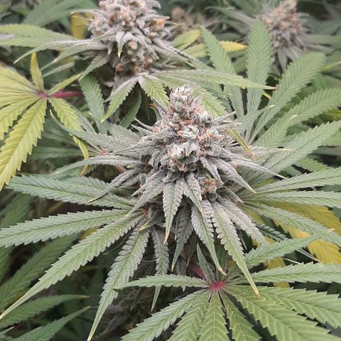SB1-00 growlog timeline photo