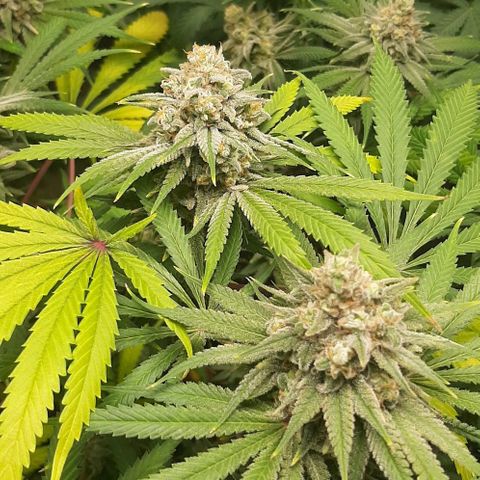 SB1-00 growlog timeline photo