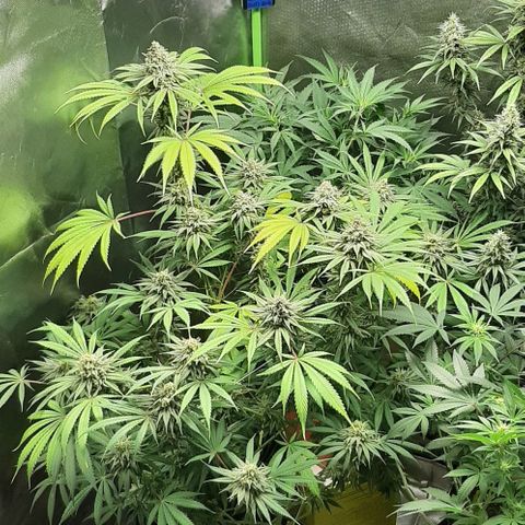 SB1-00 growlog timeline photo