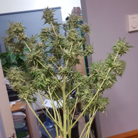 SB1-00 growlog timeline photo
