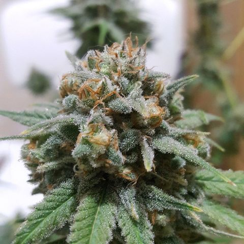 SB1-00 growlog timeline photo