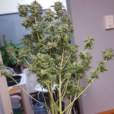 SB1-00 growlog timeline photo