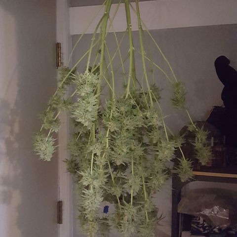 SB1-00 growlog timeline photo