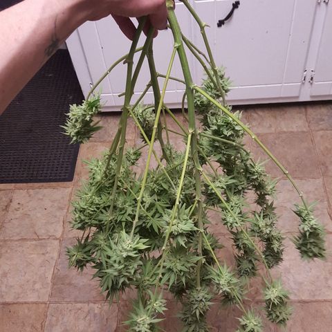 SB1-00 growlog timeline photo