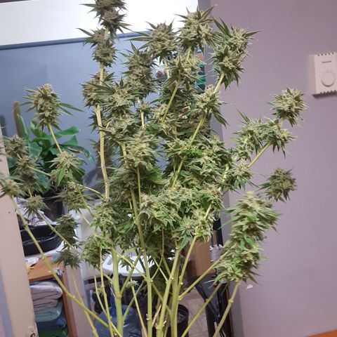 SB1-00 growlog timeline photo