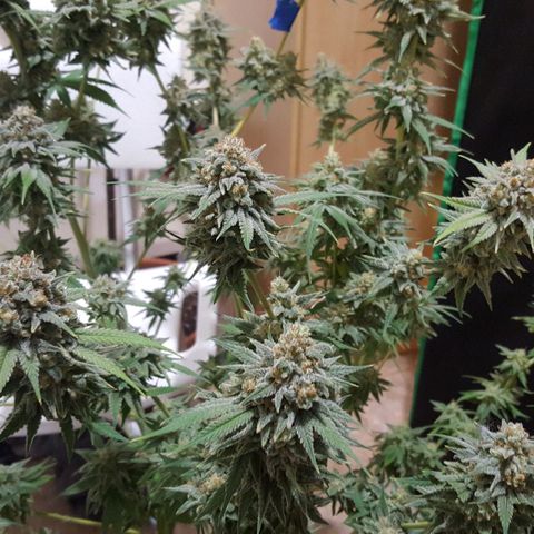 SB1-00 growlog timeline photo
