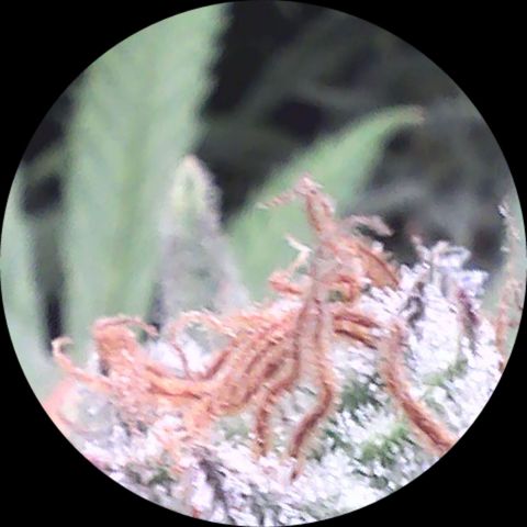 SB1-00 growlog timeline photo