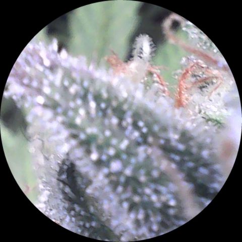 SB1-00 growlog timeline photo