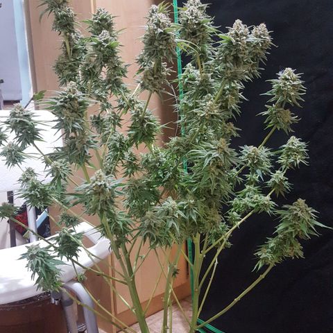 SB1-00 growlog timeline photo