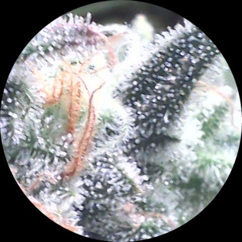 SB1-00 growlog timeline photo