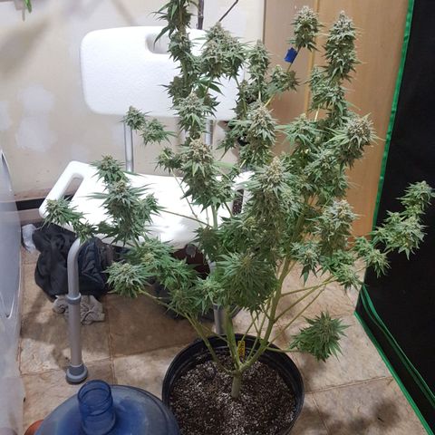 SB1-00 growlog timeline photo
