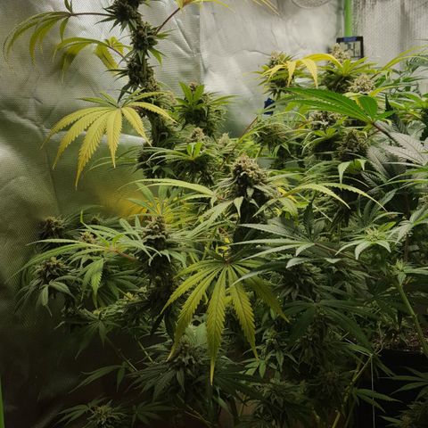 SB1-00 growlog timeline photo