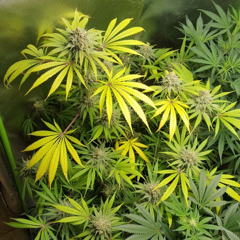 SB1-00 growlog timeline photo