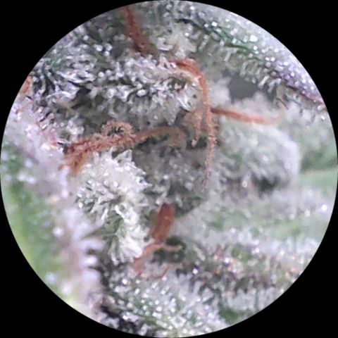 SB1-00 growlog timeline photo