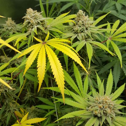 SB1-00 growlog timeline photo