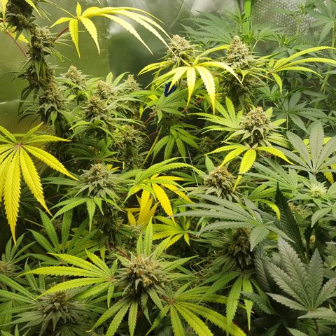 SB1-00 growlog timeline photo