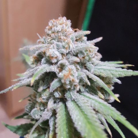 SB1-00 growlog timeline photo