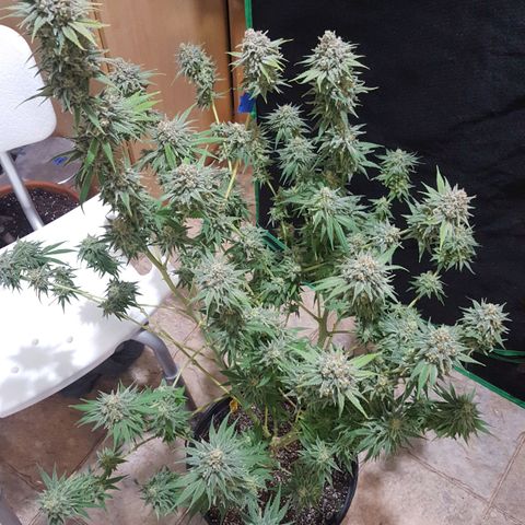 SB1-00 growlog timeline photo