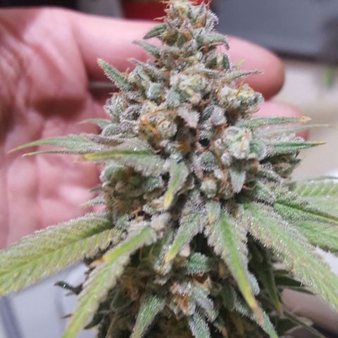 SB1-00 growlog timeline photo
