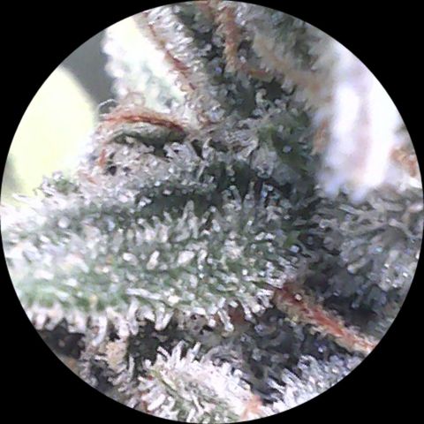 SB1-00 growlog timeline photo