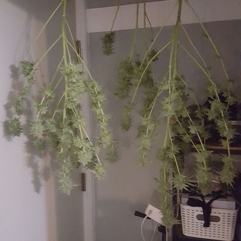 SB1-00 growlog timeline photo