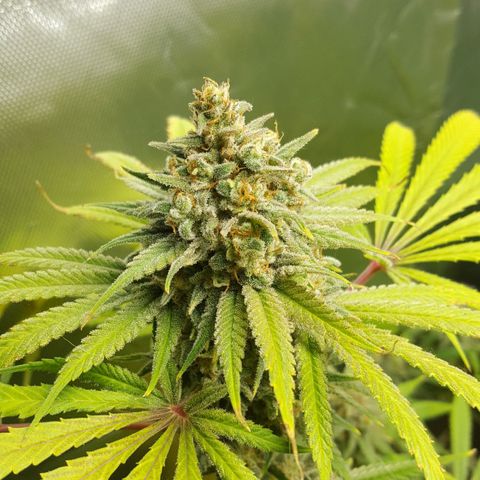 SB1-00 growlog timeline photo